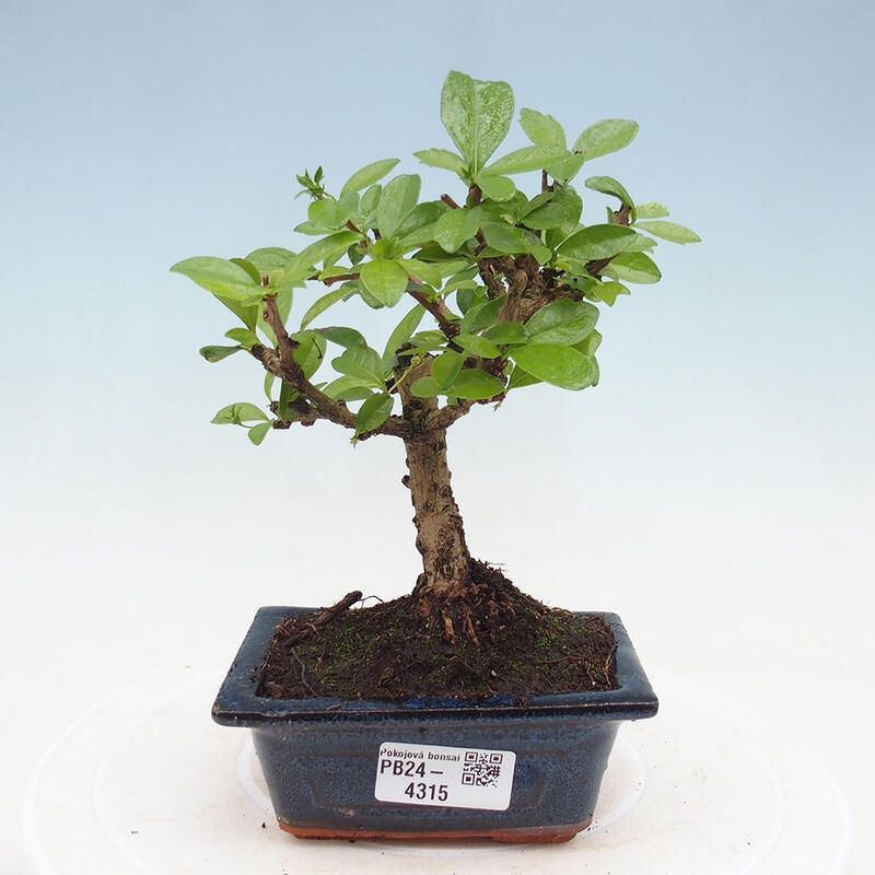 Zimmerbonsai - Carmona Macrophylla - Fuki-Tee