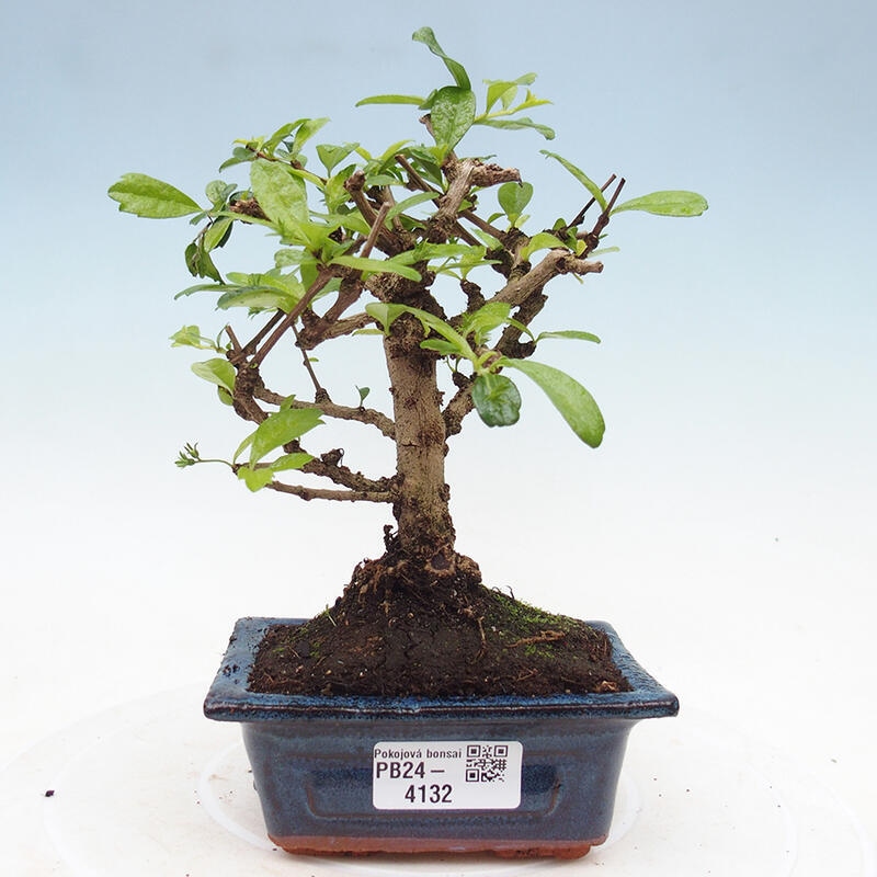 Zimmerbonsai - Carmona Macrophylla - Fuki-Tee