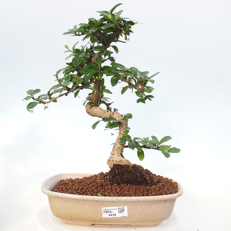 Zimmerbonsai - Carmona Macrophylla - Fuki-Tee