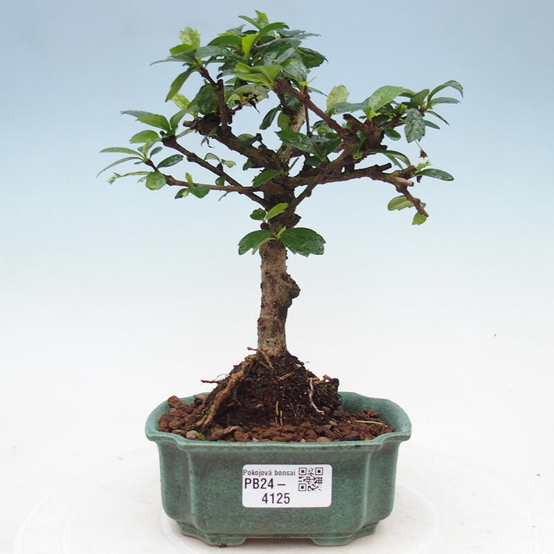 Zimmerbonsai - Carmona Macrophylla - Fuki-Tee