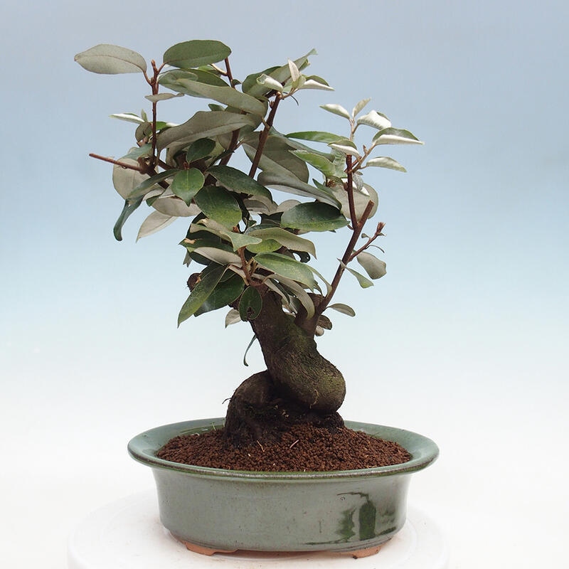 Indoor Bonsai -Eleagnus - Hlošina