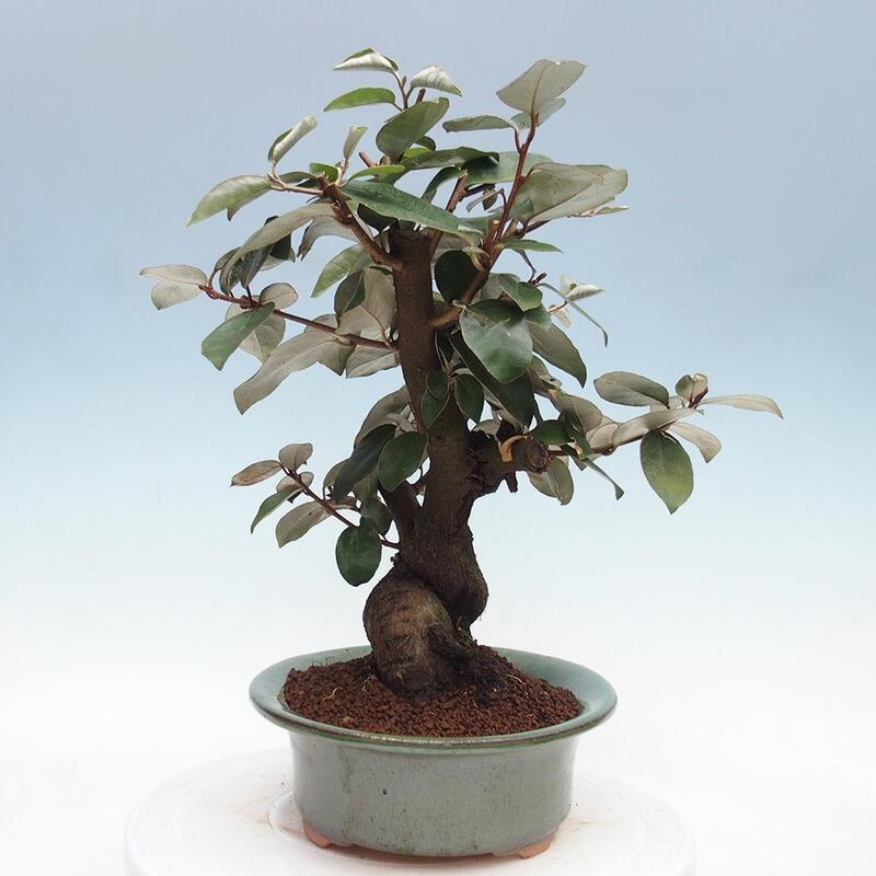 Indoor Bonsai -Eleagnus - Hlošina