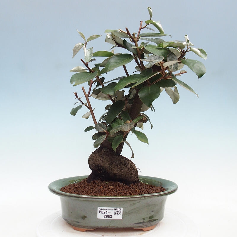 Indoor Bonsai -Eleagnus - Hlošina