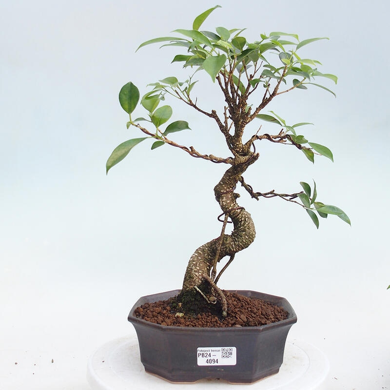 Zimmerbonsai - Ficus kimmen - Kleinblättriger Ficus