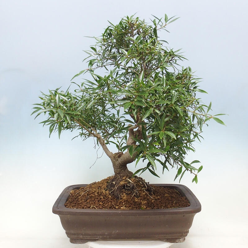 Zimmerbonsai - Ficus nerifolia - kleinblättriger Ficus