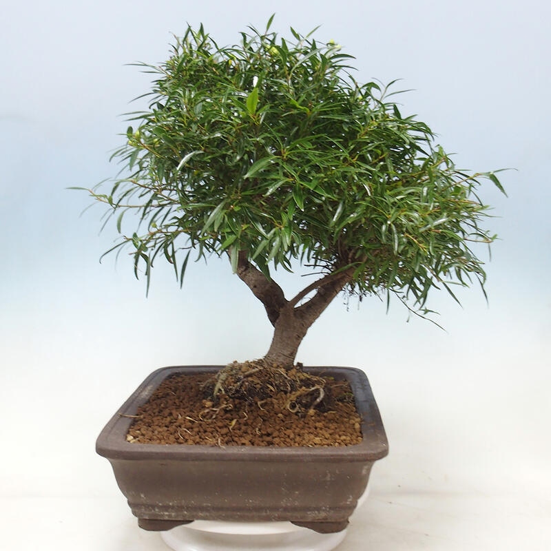 Zimmerbonsai - Ficus nerifolia - kleinblättriger Ficus