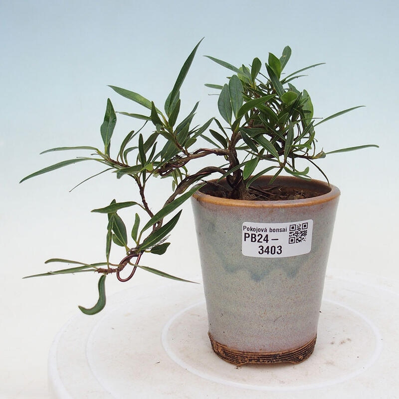 Zimmerbonsai - Ficus nerifolia - kleinblättriger Ficus