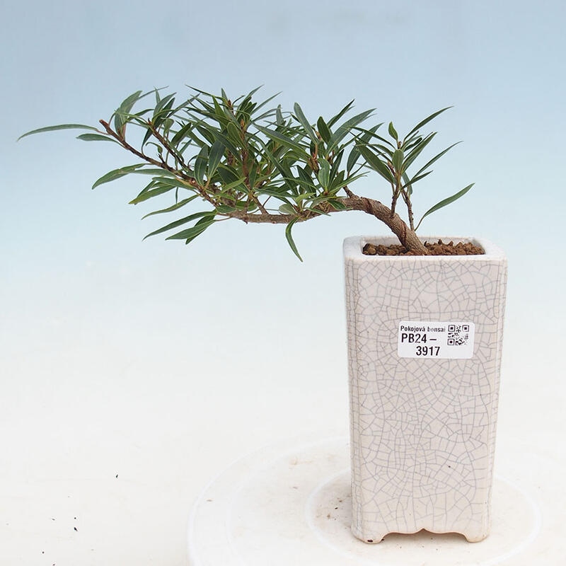 Zimmerbonsai - Ficus nerifolia - kleinblättriger Ficus