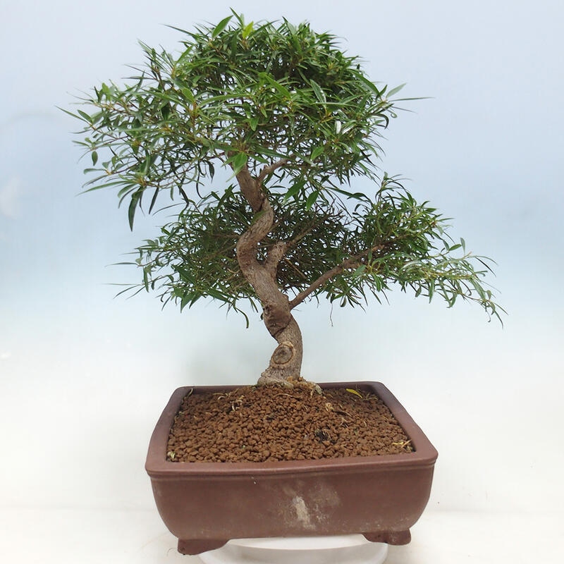 Zimmerbonsai - Ficus nerifolia - kleinblättriger Ficus