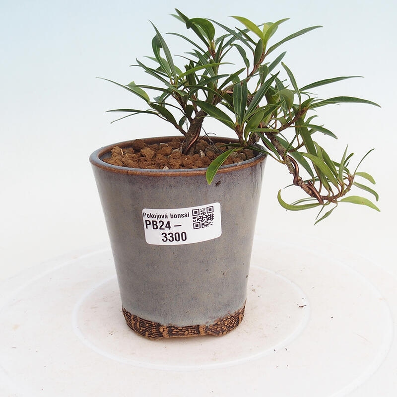 Zimmerbonsai - Ficus nerifolia - kleinblättriger Ficus