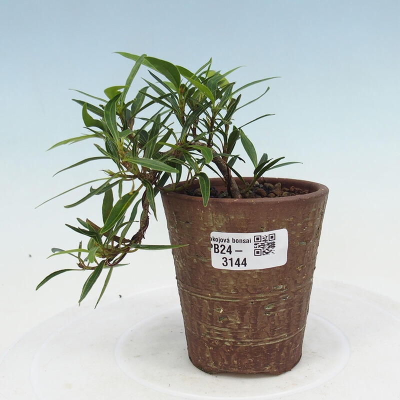 Zimmerbonsai - Ficus nerifolia - kleinblättriger Ficus