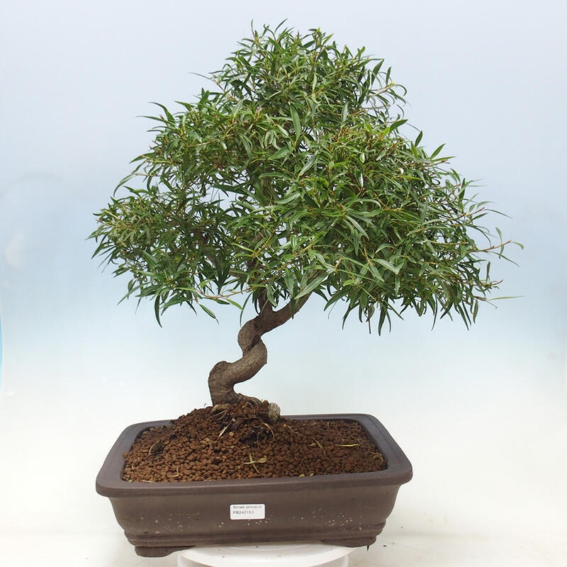 Zimmerbonsai - Ficus nerifolia - kleinblättriger Ficus