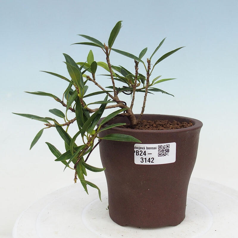 Zimmerbonsai - Ficus nerifolia - kleinblättriger Ficus