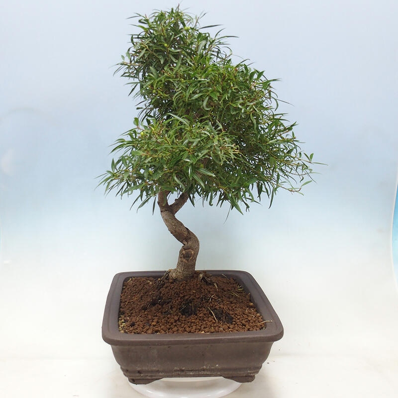 Zimmerbonsai - Ficus nerifolia - kleinblättriger Ficus