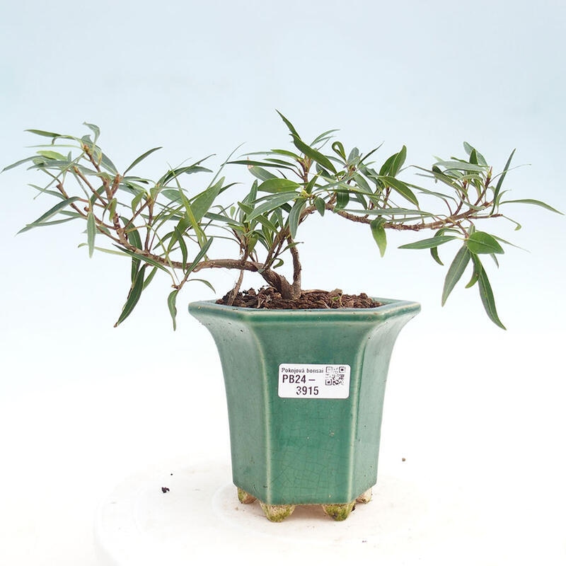 Zimmerbonsai - Ficus nerifolia - kleinblättriger Ficus