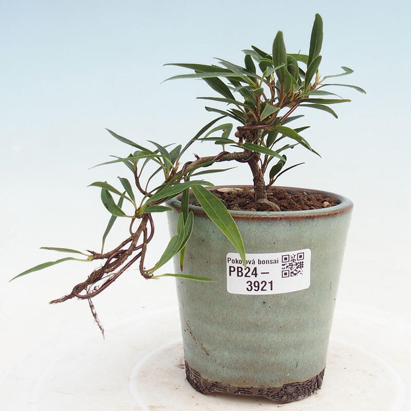 Zimmerbonsai - Ficus nerifolia - kleinblättriger Ficus