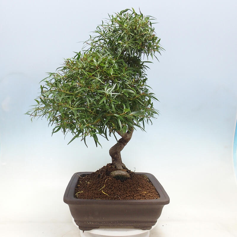 Zimmerbonsai - Ficus nerifolia - kleinblättriger Ficus