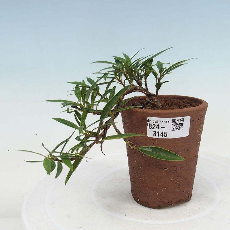 Zimmerbonsai - Ficus nerifolia - kleinblättriger Ficus