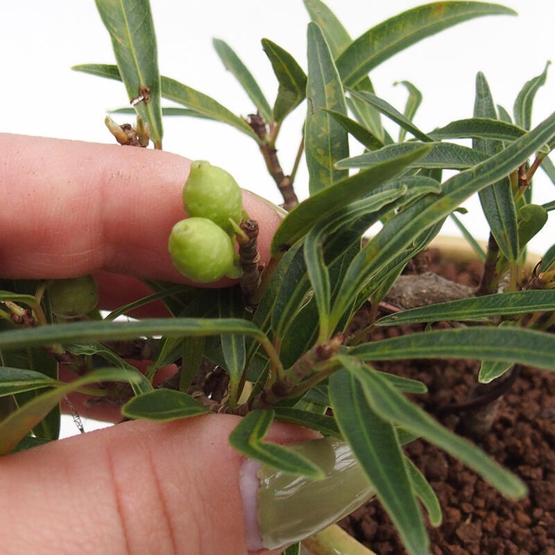 Zimmerbonsai - Ficus nerifolia - kleinblättriger Ficus