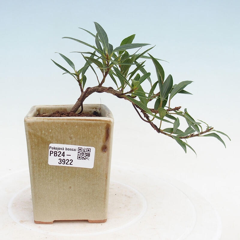 Zimmerbonsai - Ficus nerifolia - kleinblättriger Ficus