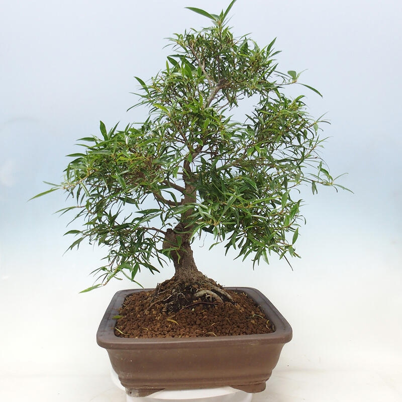 Zimmerbonsai - Ficus nerifolia - kleinblättriger Ficus