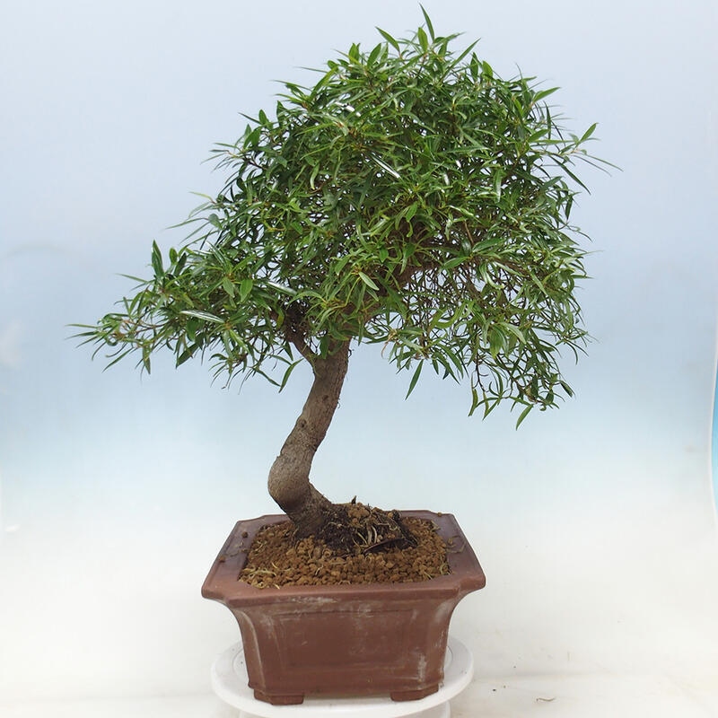 Zimmerbonsai - Ficus nerifolia - kleinblättriger Ficus