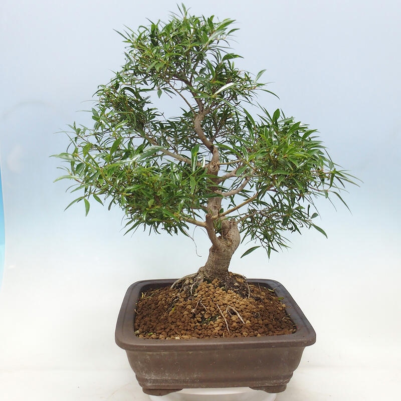 Zimmerbonsai - Ficus nerifolia - kleinblättriger Ficus