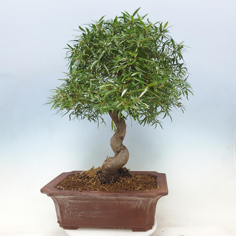 Zimmerbonsai - Ficus nerifolia - kleinblättriger Ficus