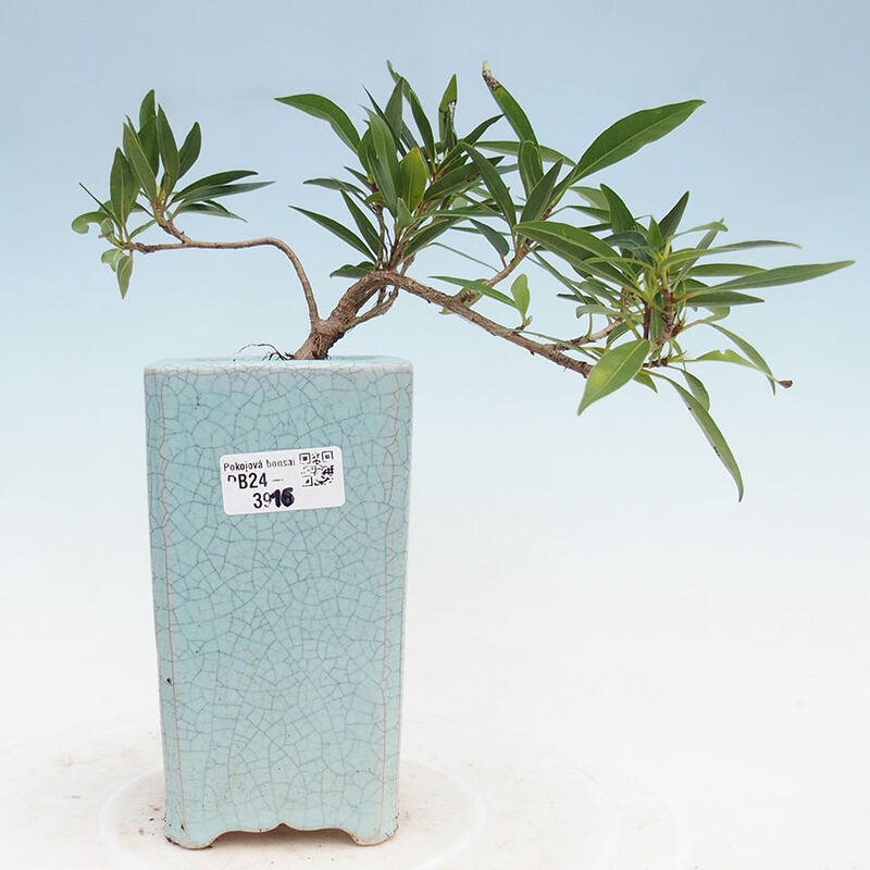 Zimmerbonsai - Ficus nerifolia - kleinblättriger Ficus