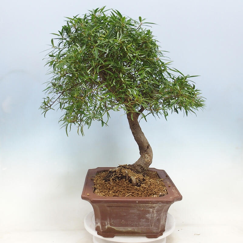 Zimmerbonsai - Ficus nerifolia - kleinblättriger Ficus