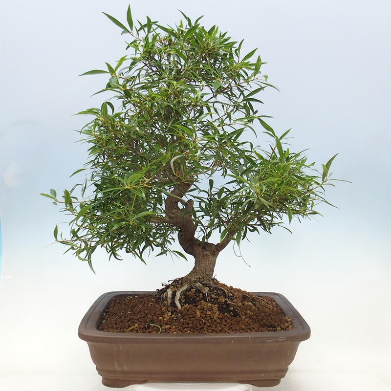 Zimmerbonsai - Ficus nerifolia - kleinblättriger Ficus