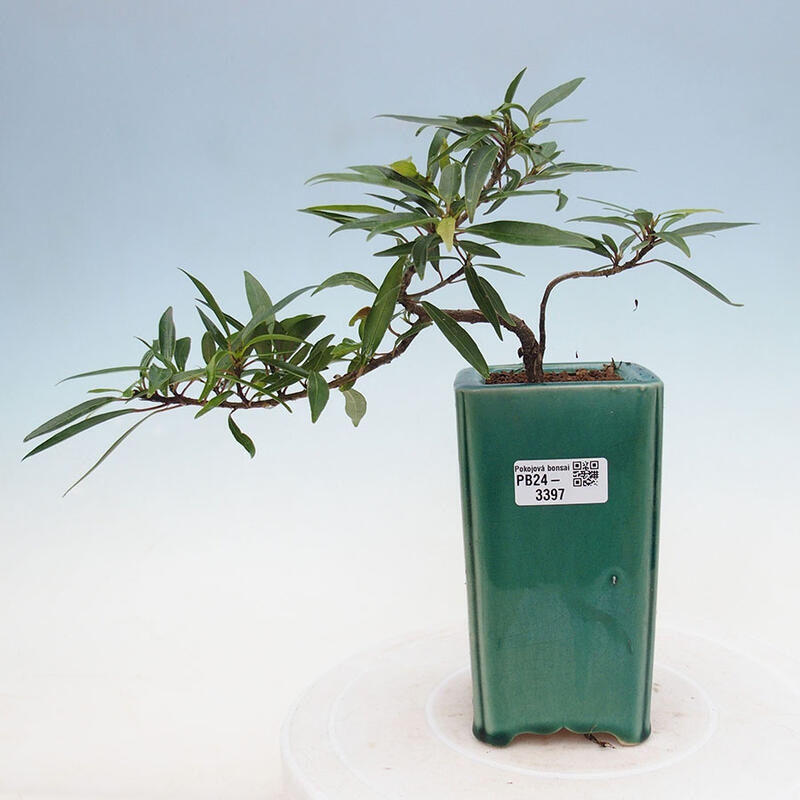 Zimmerbonsai - Ficus nerifolia - kleinblättriger Ficus