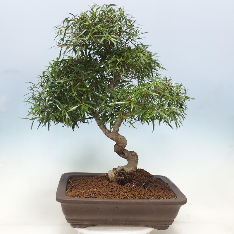 Zimmerbonsai - Ficus nerifolia - kleinblättriger Ficus