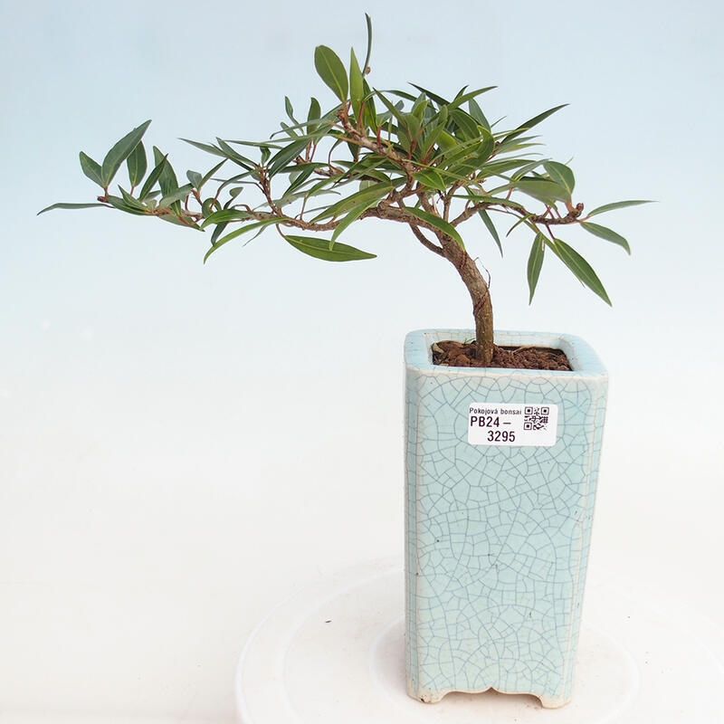 Zimmerbonsai - Ficus nerifolia - kleinblättriger Ficus