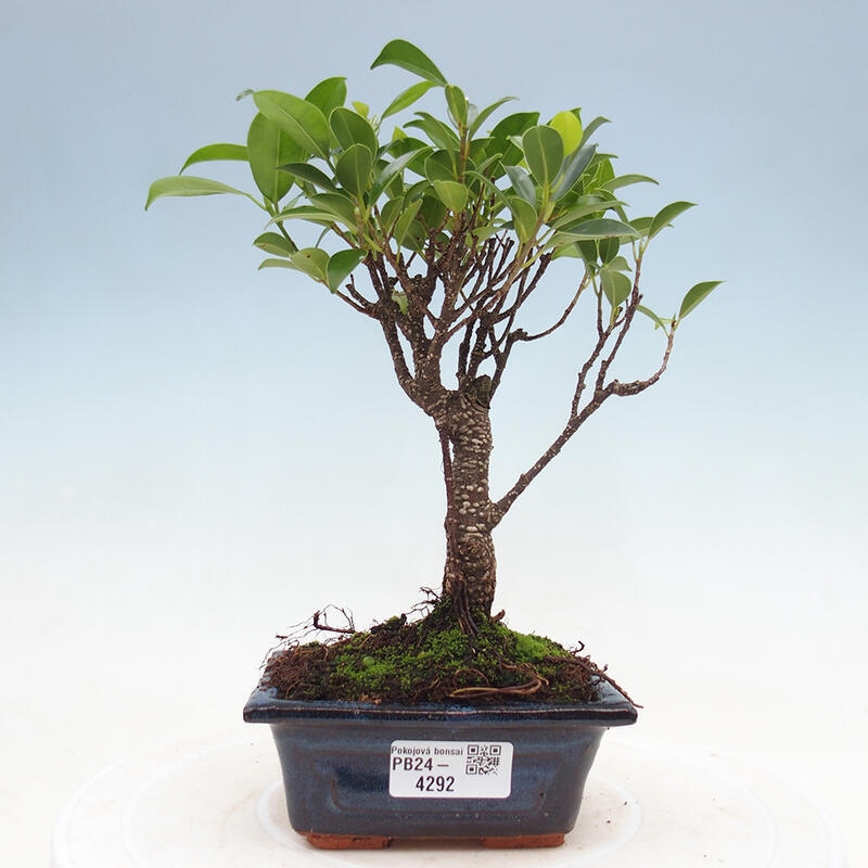 Zimmerbonsai - Ficus retusa - kleinblättriger Ficus