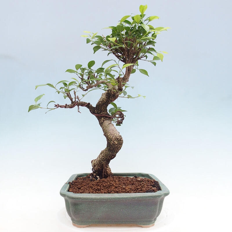 Zimmerbonsai - Ficus retusa - kleinblättriger Ficus