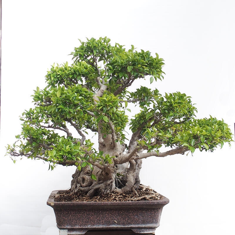 Zimmerbonsai - Ficus retusa - kleinblättriger Ficus