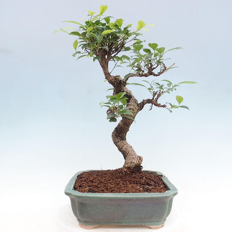 Zimmerbonsai - Ficus retusa - kleinblättriger Ficus