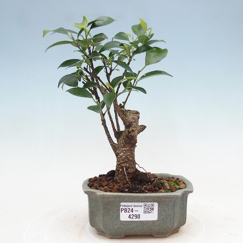 Zimmerbonsai - Ficus retusa - kleinblättriger Ficus