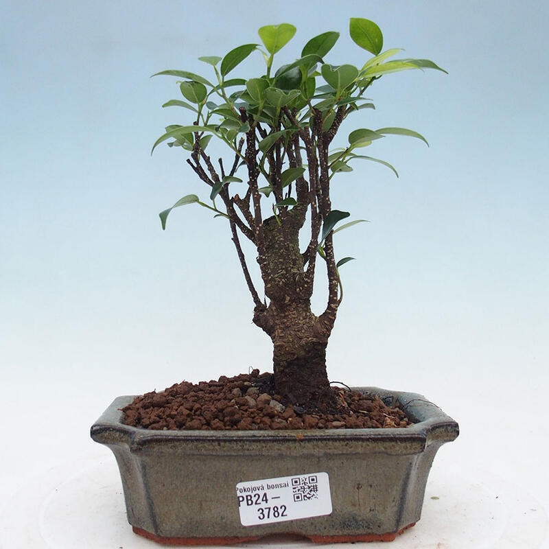 Zimmerbonsai - Ficus retusa - kleinblättriger Ficus