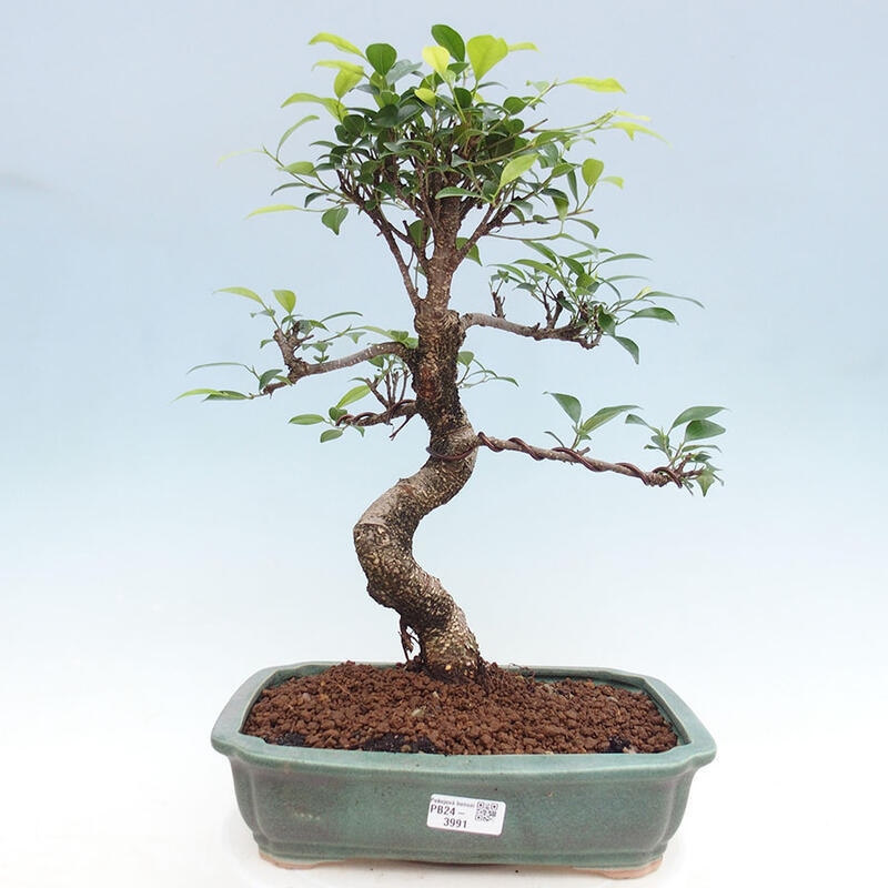 Zimmerbonsai - Ficus retusa - kleinblättriger Ficus