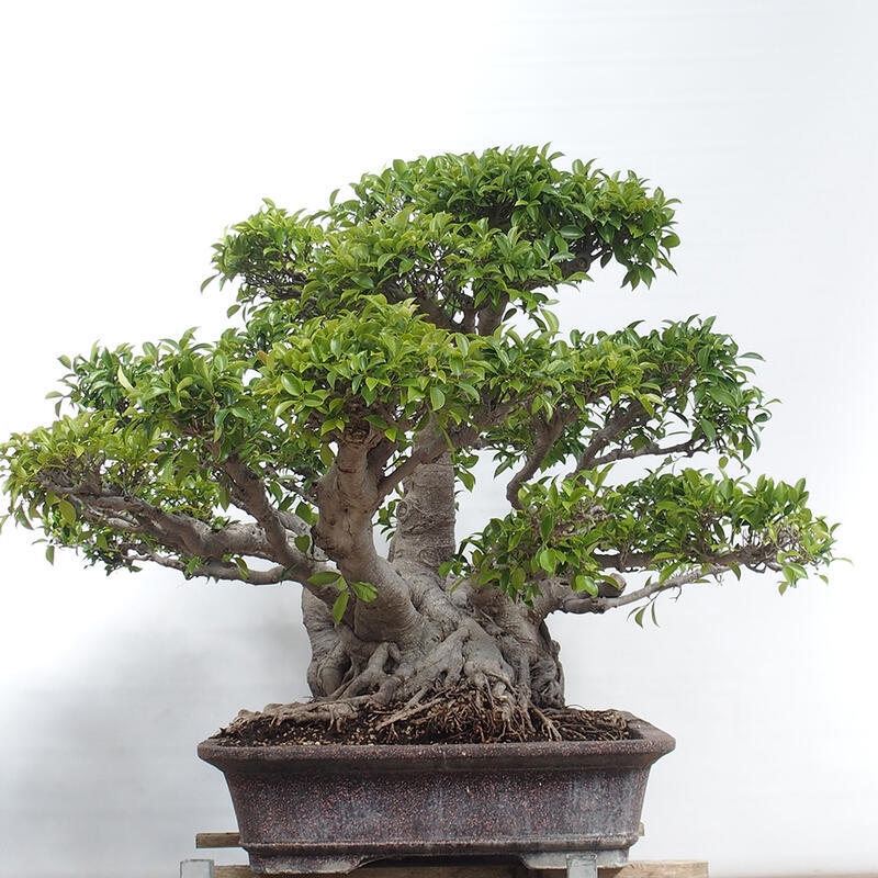 Zimmerbonsai - Ficus retusa - kleinblättriger Ficus