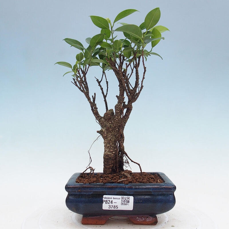 Zimmerbonsai - Ficus retusa - kleinblättriger Ficus