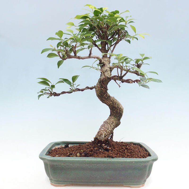 Zimmerbonsai - Ficus retusa - kleinblättriger Ficus