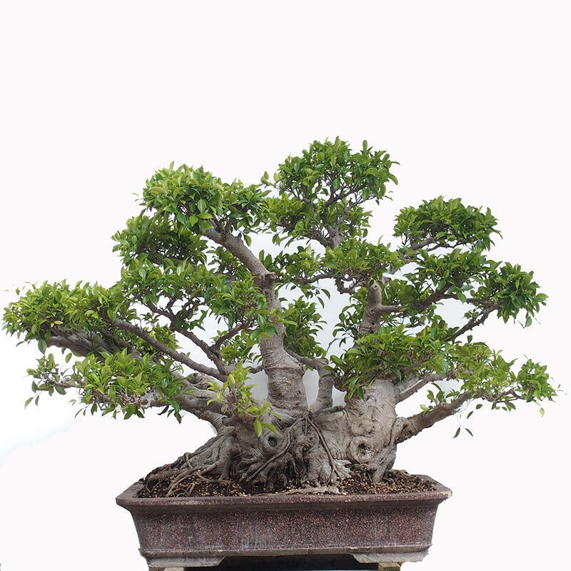 Zimmerbonsai - Ficus retusa - kleinblättriger Ficus