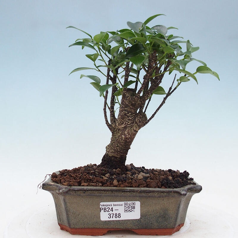 Zimmerbonsai - Ficus retusa - kleinblättriger Ficus