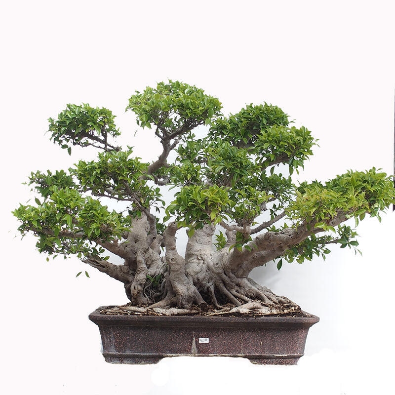 Zimmerbonsai - Ficus retusa - kleinblättriger Ficus