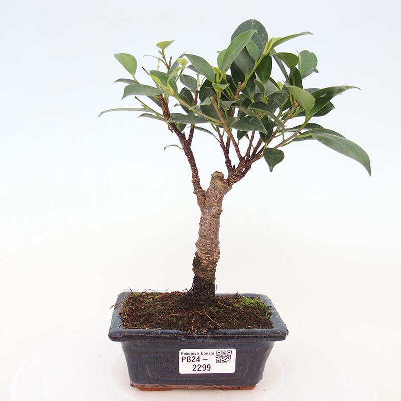 Zimmerbonsai - Ficus retusa - kleinblättriger Ficus