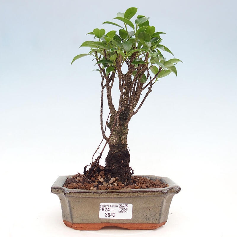 Zimmerbonsai - Ficus retusa - kleinblättriger Ficus