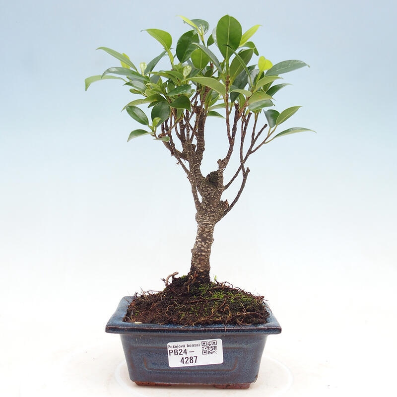 Zimmerbonsai - Ficus retusa - kleinblättriger Ficus